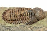 Bubble Nose Actinopeltis Trilobite - Rare Species #254769-2